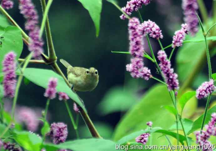 今秋第一次拍侯鸟儿（黑眉苇莺）