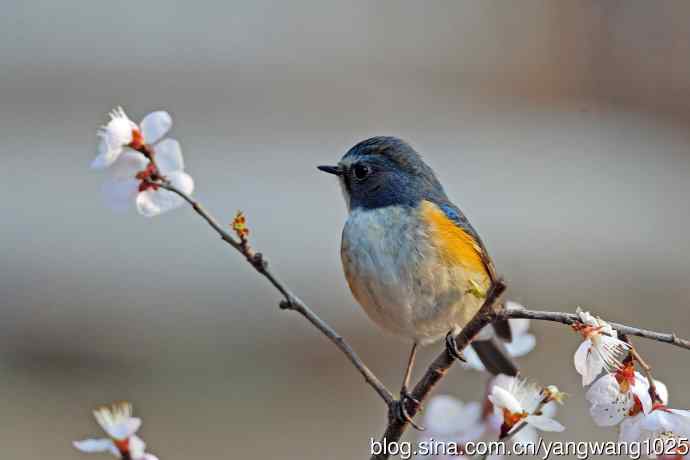 桃花与雄性红胁蓝尾鸲