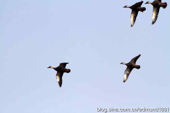 穷人大炮-量力而为之打鸟作乐