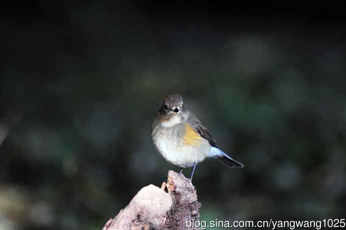 雌性红胁蓝尾鸲（60）