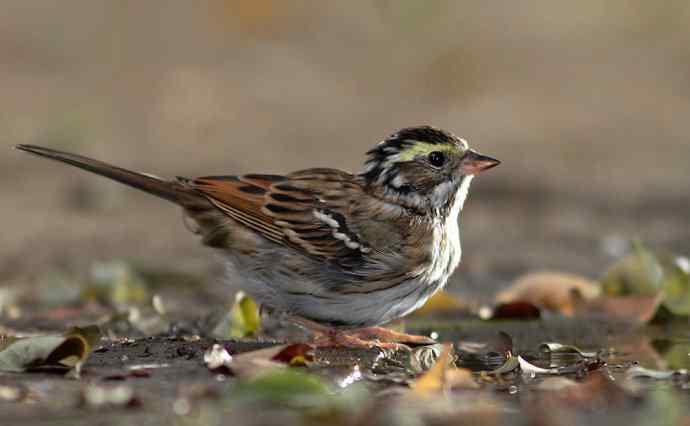 你不是归人 wbr是个过客（黄眉鵐一组）