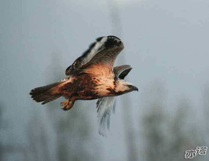 官厅水库&nbsp;wbr路&nbsp;wbr四种猛禽