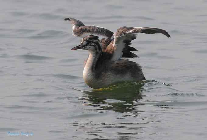 颐和园的凤头
