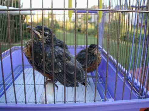 知更鸟（9）：无言的结局