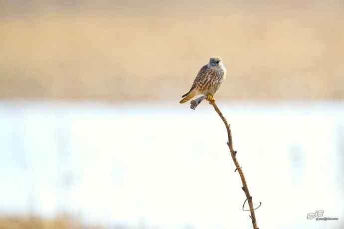 【野鸭湖的鸟】灰背隼
