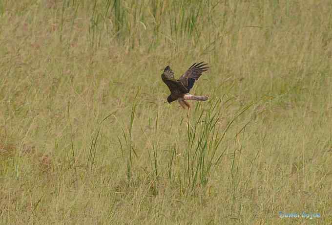 牛鹭两相伴 wbr景鸟一镜收 牛鹭两相伴 wbr景鸟一镜收