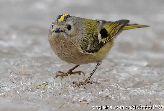 戴菊迎春 戴菊迎春