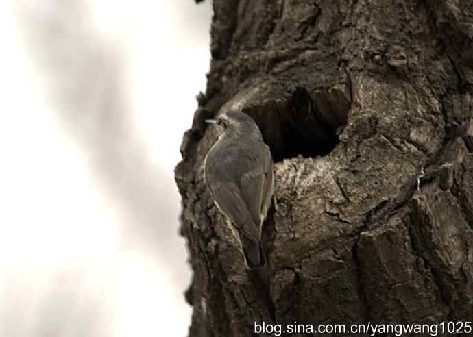黑头鳾（shi）的小家