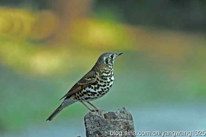 北京天坛公园的鸟类——宝兴歌鸫（3）