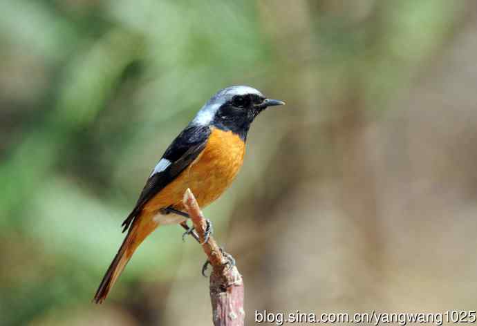 雄性北红尾鸲（11）