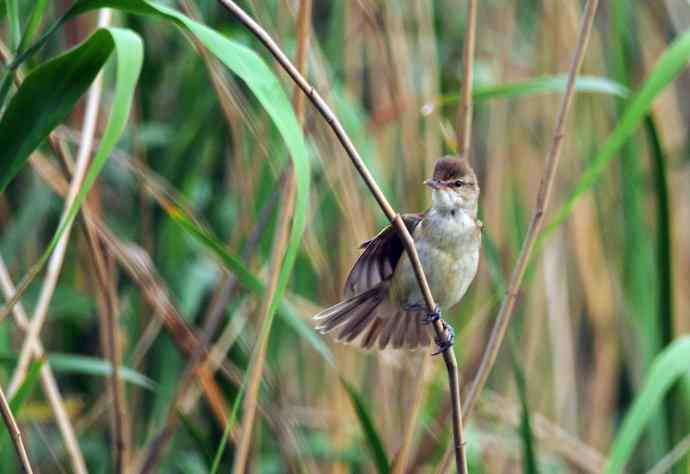 东方大苇莺（2）