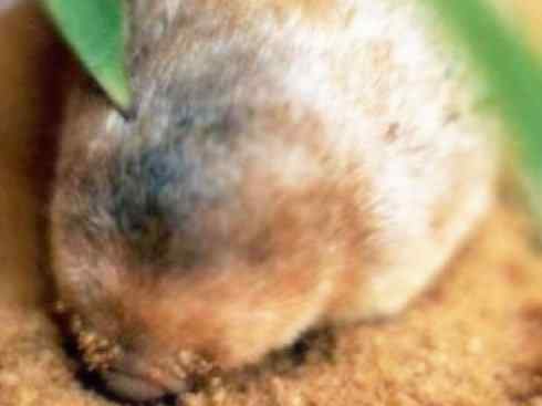 动物世界:山寨还是原创之十二 动物世界:山寨还是原创之十二