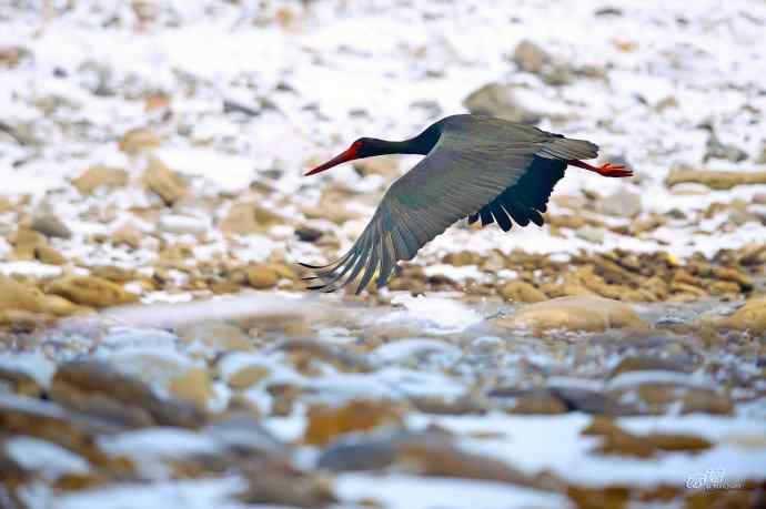 一组十渡的明星鸟贺新春