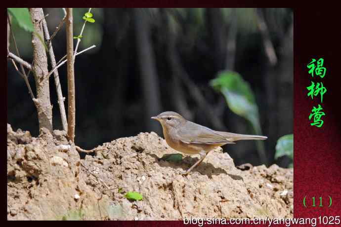 褐柳莺（11）