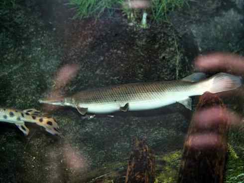 鱼类活化石：鳄雀鳝