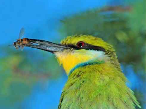 绝色攀禽：佛法僧目之蜂虎2