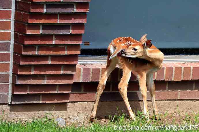 误入校园的小鹿