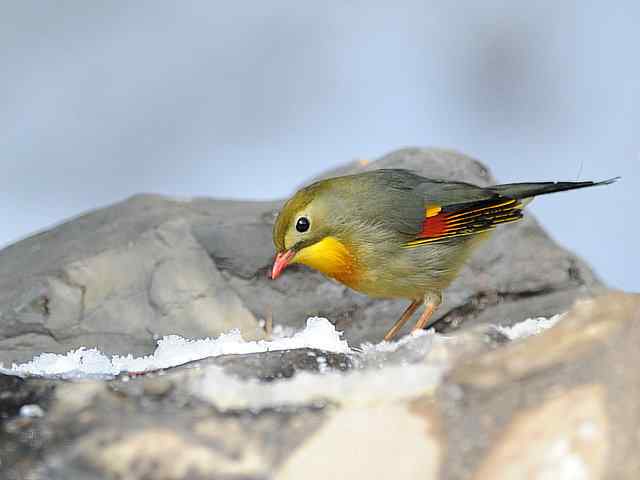 红嘴相思 VS 白喉噪鹛