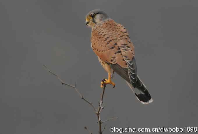 鸟友再聚白河湾 鸟友再聚白河湾