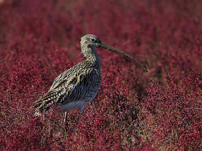 大美盘锦的风光和野鸟 大美盘锦的风光和野鸟