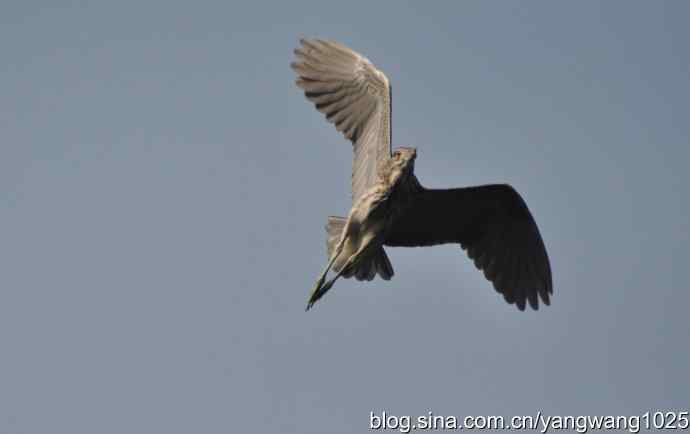 飞(夜鹭) wbr6 飞(夜鹭) wbr6