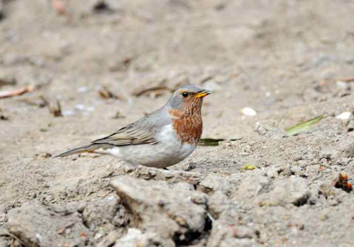 随走随拍（赤颈鸫）