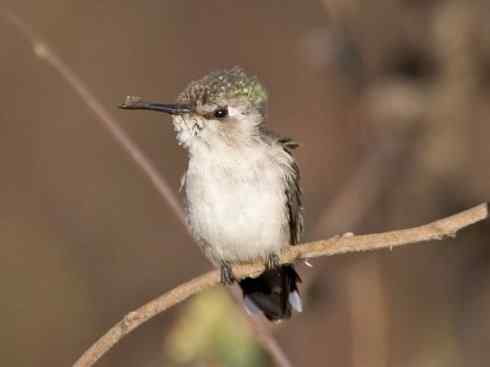 鸟类之最：吸蜜蜂鸟