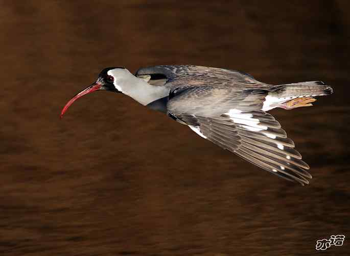 白河峡谷 wbr路 wbr鹮(huán wbr)嘴鹬(yù) 白河峡谷 wbr路 wbr鹮(huán wbr)嘴鹬(yù)