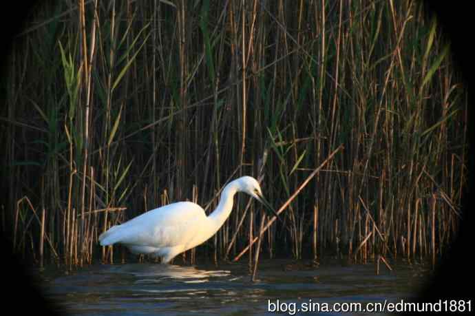 崇明东滩湿地公园观鸟记