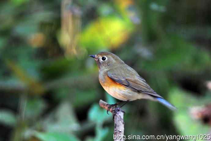 雌性红胁蓝尾鸲(48) 雌性红胁蓝尾鸲(48)