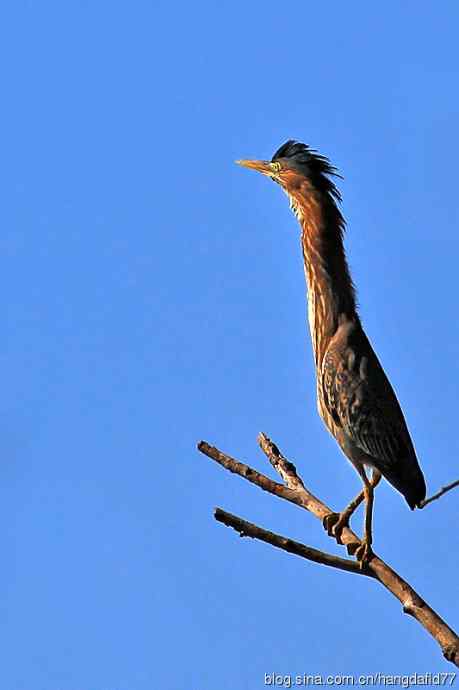 美国鸟类摄影——美洲绿鹭（5）