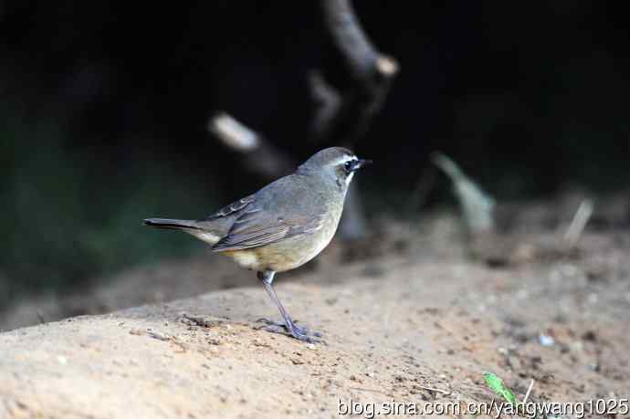 红喉歌鸲（19）