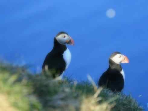 猎奇：奇特的鸟喙之七