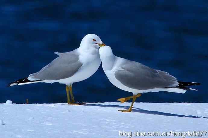 环嘴鸥(5) 环嘴鸥(5)