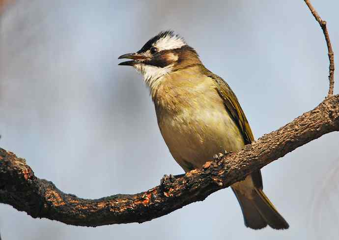 北京植物园赏鸟（六），白头鹎（组图）