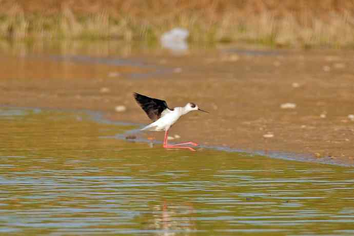 黑翅长脚鹬（4）