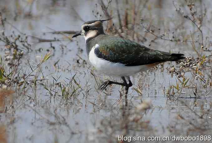 飞翔的凤头麦鸡