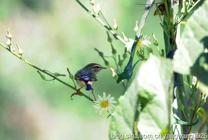 黄眉柳莺（23）