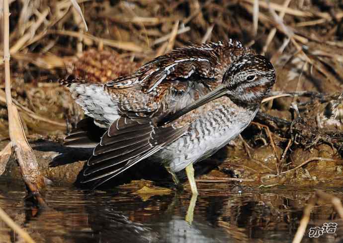 白河峡谷 wbr路 wbr孤沙锥(沐浴梳羽版) 白河峡谷 wbr路 wbr孤沙锥(沐浴梳羽版)