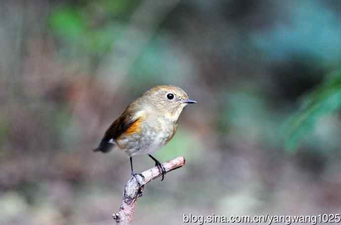 雌性红胁蓝尾鸲（57）