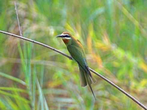 绝色攀禽:佛法僧目之蜂虎 绝色攀禽:佛法僧目之蜂虎