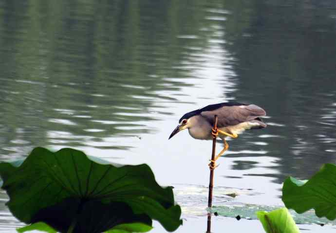 北海公园的夜鹭（呆版）2