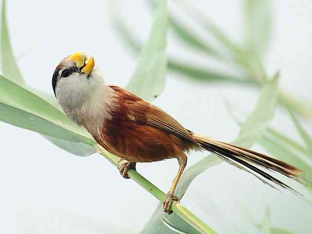 衡水湖印象(震旦鸦雀)