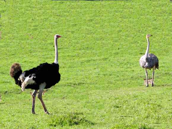 闯入新西兰鸵鸟园