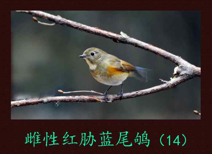 雌性红胁蓝尾鸲(14) 雌性红胁蓝尾鸲(14)