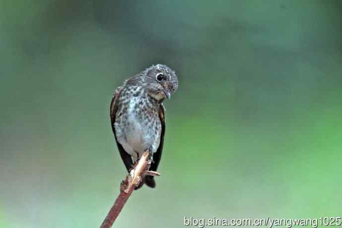 烏鶲（亚成鸟）3