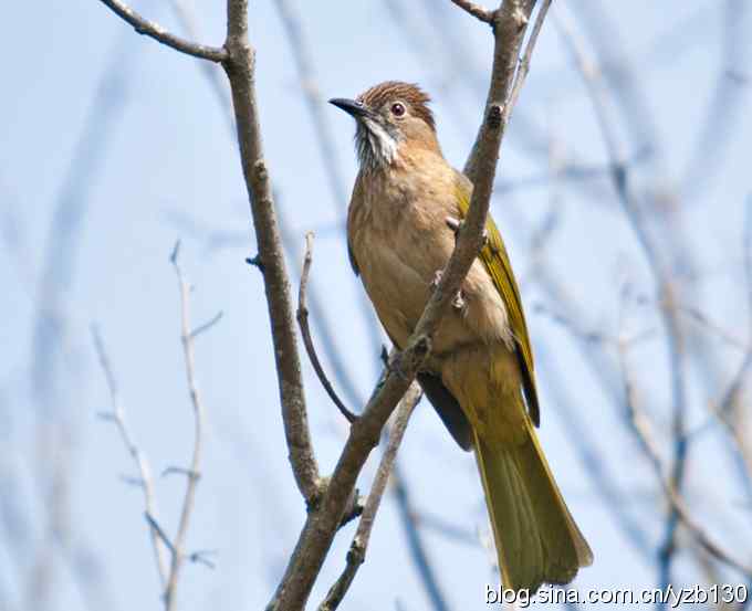 瀛湖喜获新鸟鈥斺敯缀砉陴牵ㄗ橥迹
