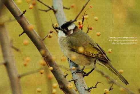 油画布风格的菜鸟白头鹎