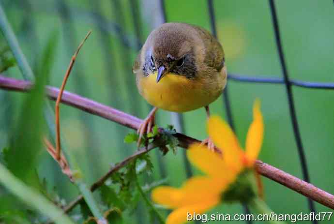 普通黄喉地莺路雌鸟