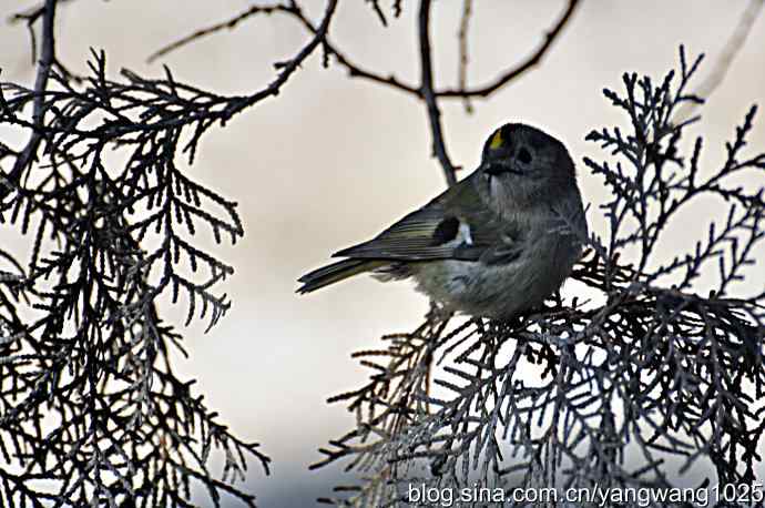 柏树丛中的戴菊 wbr2 柏树丛中的戴菊 wbr2